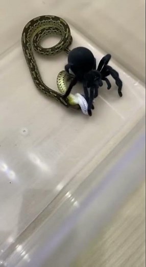 Spider vs Snake – Deadly Attack 🕷️🐍