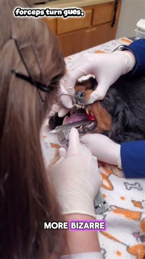 This Was Hiding Deep Inside the Dog’s Throat! #dogcare #vet