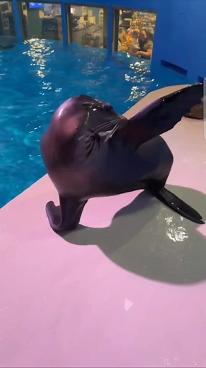 Funny Seal Video Reactions | Animal LOL Moments