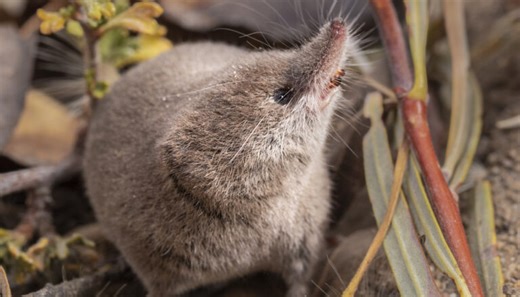 This Shy California Shrew Avoided the Camera and the Limelight — Until Now | Research UC Berkeley