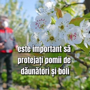 221K views · 1.3K reactions | Cu ce trebuie să stropim pomii fructiferi după scuturarea florilor? Trucul care ne oferă cea mai bună recoltă | MAMA | Facebook