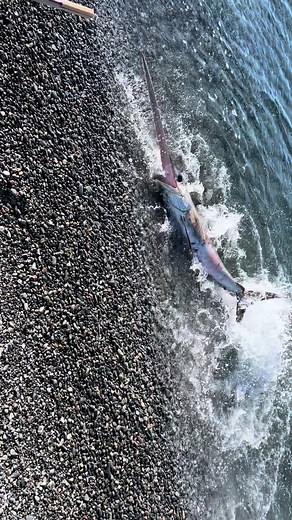 正体はメカジキでした… 弱って浜に打ち上がったみたい お腹に噛まれた跡？ #駿河湾 #サーフ #ショアジギング #メカジキ #海釣り