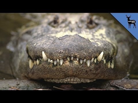 Why Alligator Penises Are So Weird