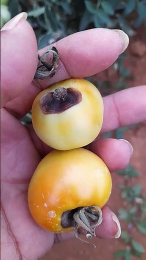 UPL SAAF FUNGICIDE | #saaf #upl #agriculture #foodfarming