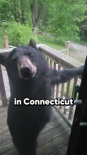 Bear leaves when told to 'go away' 🐻🚪