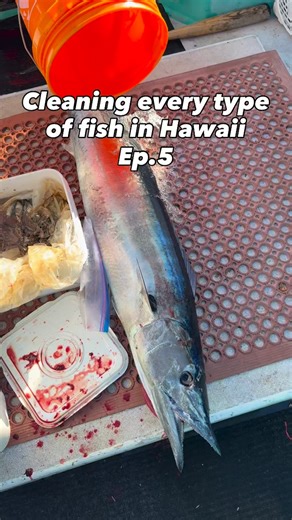 17K views · 28 comments | Catching cleaning the world’s fastest fish in the ocean ! 酪#ono #hawaii #fishing | 808royboy | Facebook