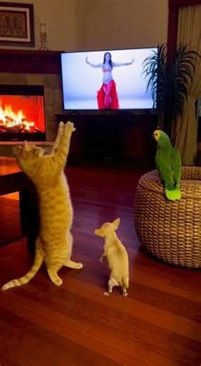🐱 Cat Becomes a Belly Dancer While Dog & Parrot Watch! 😂 #shorts #sora2 #aiart
