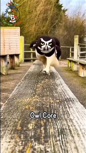 Owl Core 😂 Funniest Owl Moments Ever | TitansPetPK