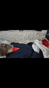 91K views · 459 reactions | Wesley Clarke was laid to rest. Our condolences goes out to the bereaved families. | Virtue Funeral Services | Facebook