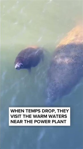Manatees huddle for warmth in Apollo Beach