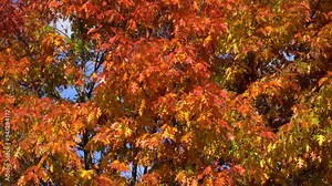 The branches of the northern red oak with red autumn leaves are swaying in the wind, natural background