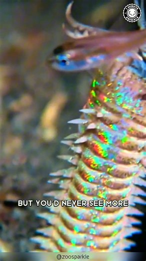 18K views · 593 reactions | Bobbit Worm 缾 The Ocean’s NIGHTMARE Worm! It hides beneath the sand, waiting to strike. Jaws snap shut faster than you can blink. One bite… and the prey is gone. #bobbitworm #wildlife #animalfacts #1minuteanimals | 1 Minute Animals | Facebook