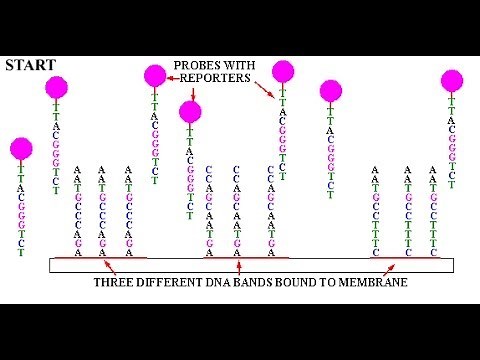 Synthesis of probes for Southern blotting