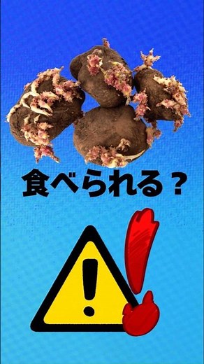 芽が出たじゃがいもは食べられる？