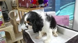 3.3K views · 71 reactions | BB CAVALIER KING CHARLES INBOX ONLY for Info! ~ ———————————————————  BB CAVALIER 100% Pure Breed - 2 Months - Vaccin done & Dewormed ——————————————————— Team Zoomania Mauritius - Grand Bay #omlombardlifestyle #cavalierkingcharlesspaniel #cavalierkingcharles #kingcharlescavalier | Zoomania Mauritius | Facebook