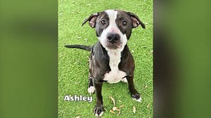 15 reactions · 3 comments | October is National Adopt-a-Shelter Dog Month and Lee County Domestic Animal Services has the best dogs around! Visit www.leelostpets.com to view all pets currently available and to complete our online adoption application. | Lee County Domestic Animal Services | Facebook