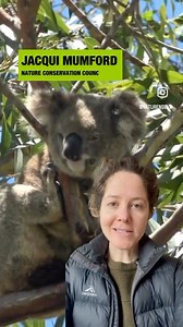 🌳🚜 What’s going on with the Great Koala National Park? Well the long bureaucratic process is underway but in the meantime thousands of hectares of koala habitat in the assessment area has been destroyed and thousands more hectares are on the chopping block. 🐨 This Save the Koala Day we are redoubling our efforts to end logging while the park boundaries are being decided. 🖋️ Help us get to 50,000 signature on our petition calling on the Minns Government to stop logging the (proposed but not y