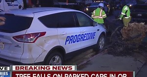 Got insurance? Trees topple overnight