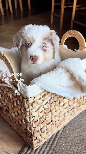 Caring for Your Australian Shepherd Puppy