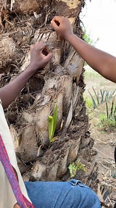 321K views · 9.4K reactions | Pregnancy is not for the weak  guys help me share after watching | Innocent Adzimah | Facebook