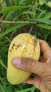 Picking Fresh Mango From My Garden 🥭 #fruits #mango #fruit #pickingfruit #mangos