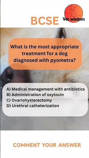 How to Treat Pyometra in Dogs?