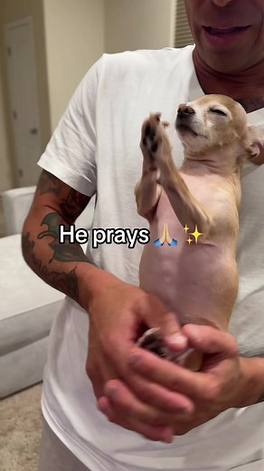 He’s so cute 🐶 🐾 #chihuahuapuppy #pray #furbaby | Chihuahua