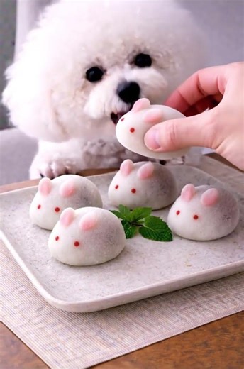 Cotton candy dog eating rabbit daifuku. #asmr #cute #asmrdog #puppy #dogshorts