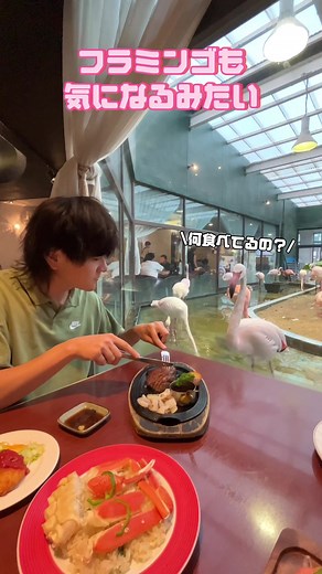 メヒコいわきフラミンゴ館の美味しい料理と楽しみ