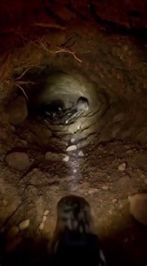 Road Runner Exploration