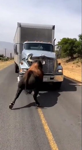 bull is smashed the truck
