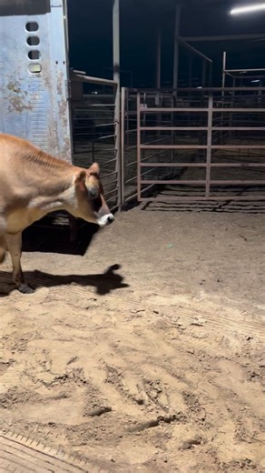 10 head of Jersey and Holstein x steers selling tomorrow. Tuesday October 28th at 11:30 am. Weigh 600-750#. Be excellent to feed out!!! | Cattleman's Buildings & Vet Supply