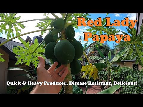 Red Lady Papaya | Fruits FAST, Heavy Producer, & Delicious!