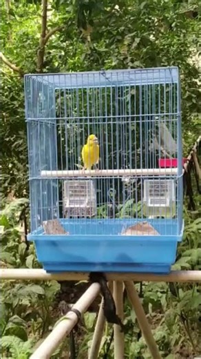 Talented Canary Singing With Perfect Rhythm 🎤