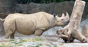 345K views · 10K reactions | Black rhinos can use their horns to move heavy objects. Check out Seiya flipping over this log with hers. | Cincinnati Zoo & Botanical Garden | Facebook