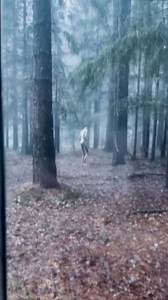 Something's out there... #nightmarefuel #creepy #horror #scary #alien | Neuro Archives