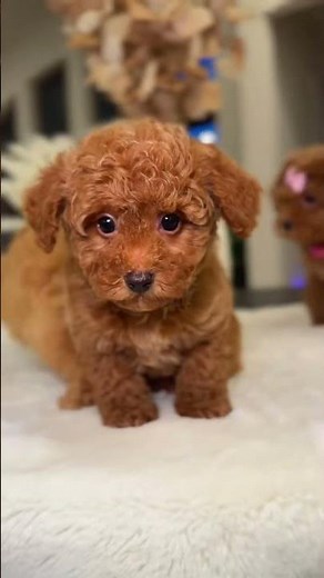 Toy poodle! These babies are dropdead gorgeous and will stay on the smaller side full grown.