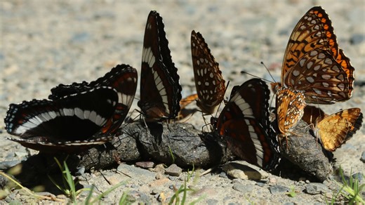 The white admiral butterfly is now the insect emblem of Quebec