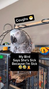 1.8M views · 59K reactions | Bird Is Pretending To Be Sick Because Human Mommy Is Sick臘❤️ #pet #animals #birds #funny #cute #Amazing #talkingparrot #parrot #cosmothefunnyparrot | cosmothefunnyparrot | Facebook