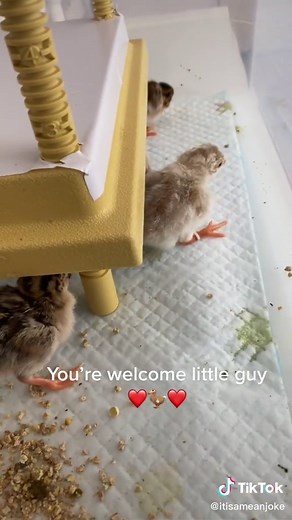 Helping a Guinea Fowl Walk Again | DIY Splint Tutorial