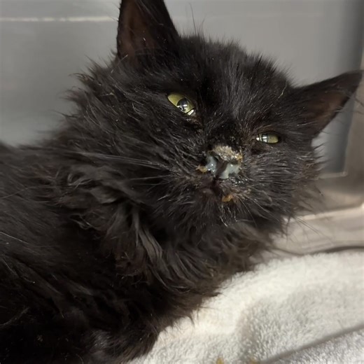 Meet Stevie: https://www.pawschicago.org/pet-available-for-adoption/showcat/155729 | PAWS Chicago