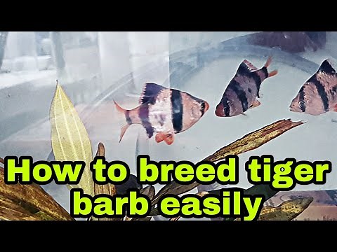 How to breed tiger Barbs easily at home