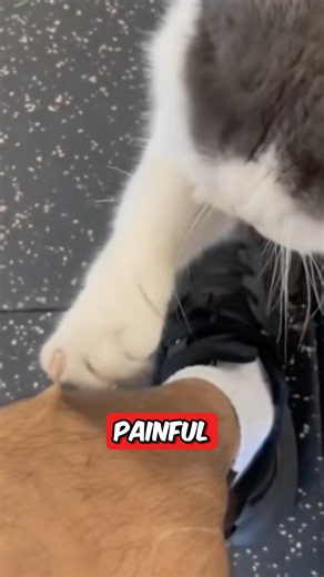 Why Cats Scratch Everything 😭