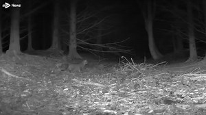 Scottish wildcat footage reveals 'unseen' hunting behaviour. Wildcat Haven captured the footage of the elusive Wildcat at Clashindarroch in Aberdeenshire at the start of April. https://i.stv.tv/4b5TvUq | STV News