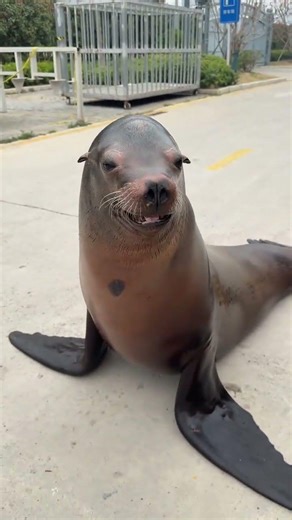 Discover Anoki's Pure Joy Bar: A Sea Lion's Delight! SeaLion CuteCreatures AnimalFun