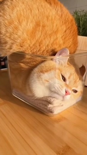 Cat Facts That You Might Know