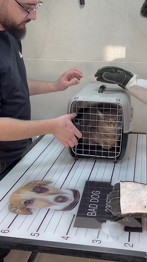 How to deal with angry cat and ferocious cat 🐱 part 61 #viral #trendingreels #cat #catlovers #kitty #catdoctor #pet #petsofinstagram #petlovers #petofinstagram #fyp #foryou #trendingreels | Vet Rami Awwad