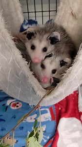 5.4K views · 348 reactions | Opo cuddle puddle! These orphaned...