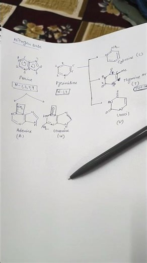 purine & pyrimidine structure # biomolecules