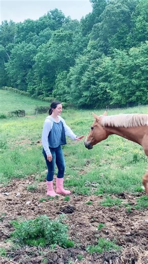 Screaming #horses #equestrian #equestriansoftiktok